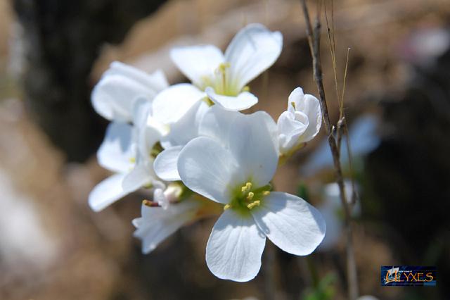 cerastium arvense.JPG